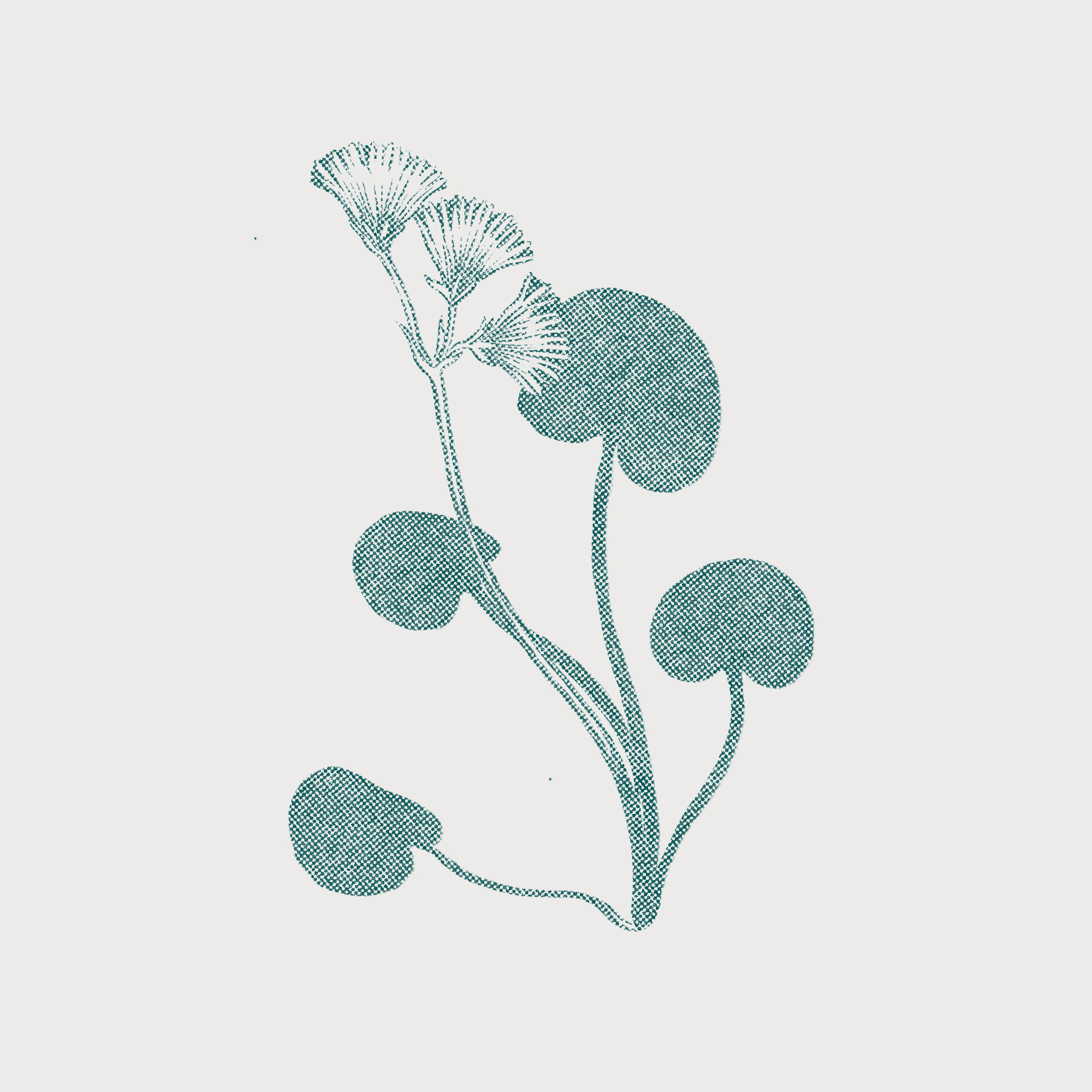 Alpentroddelblume-Schwarzwald-06