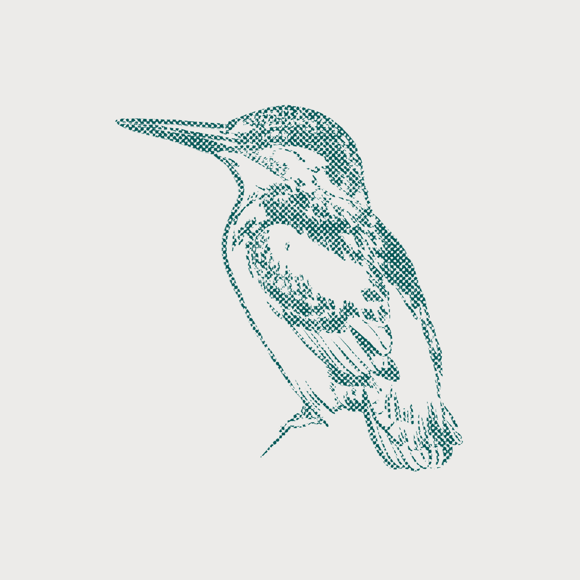 Eisvogel-Bodensee_03